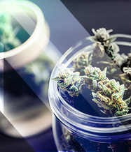 Cannabis