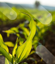 Agriculture